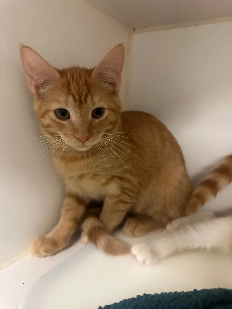 A baby small-sized female Domestic Short Hair cat named Mimosa for adoption in Johnson City, TN