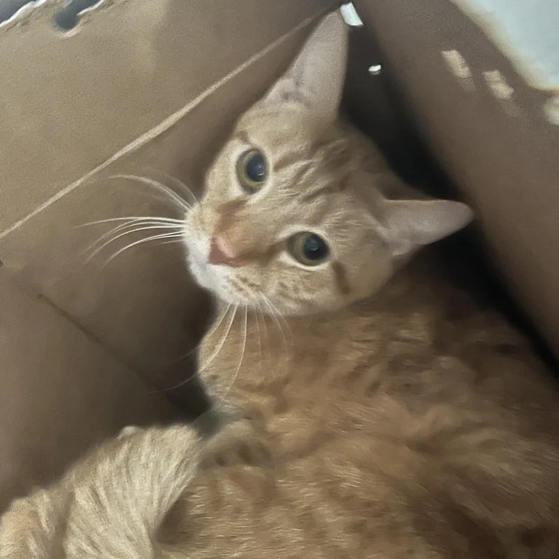 A senior large-sized male Orange / Red Domestic Short Hair cat named Nene for adoption in Oak Park, IL