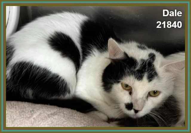 An adult medium-sized male Black & White / Tuxedo Domestic Short Hair cat named Dale for adoption in Marietta, GA