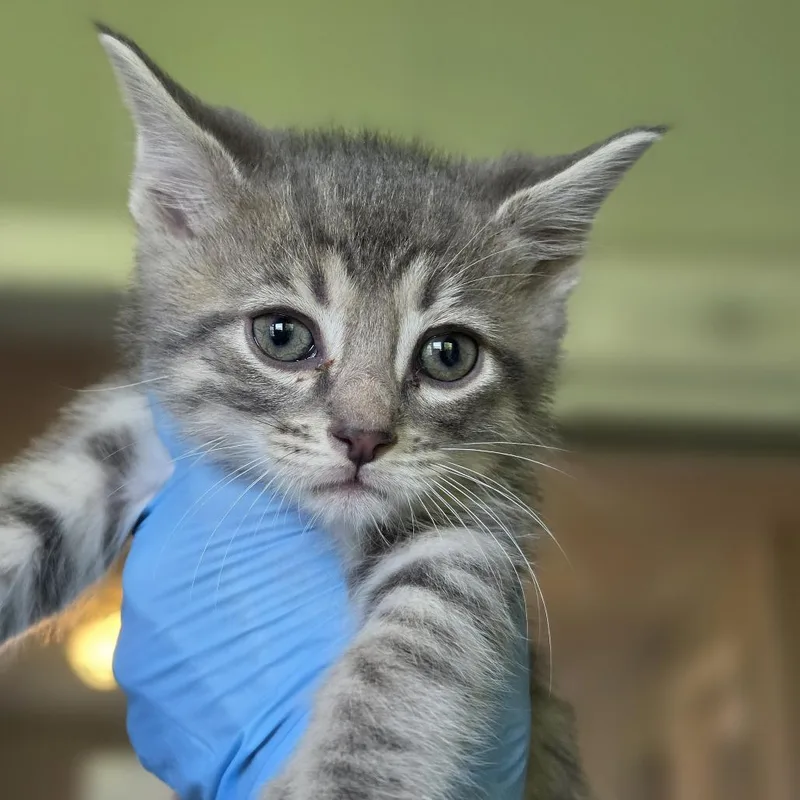 A baby small-sized male Gray / Blue / Silver Domestic Short Hair cat named Theseus for adoption in Troy, IL