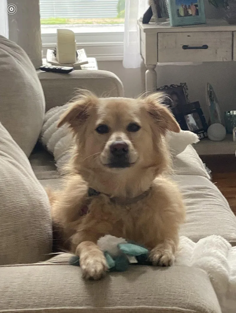 An adult medium-sized female Australian Shepherd dog named Marley for adoption in East Derry, NH