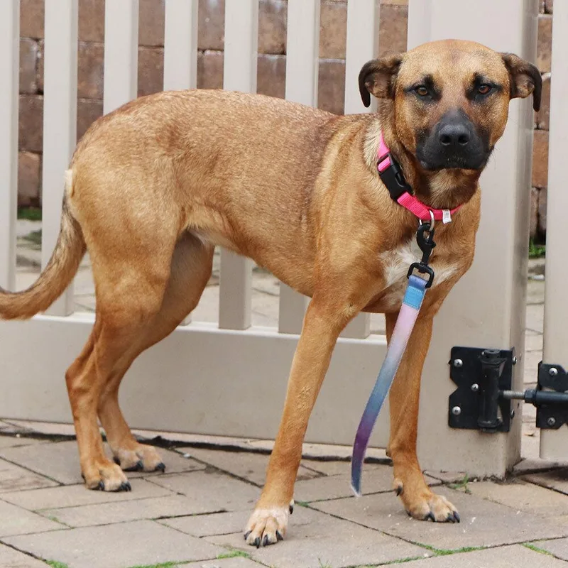 A young large-sized female Mixed Breed dog named Bailey for adoption in Port Washington, NY