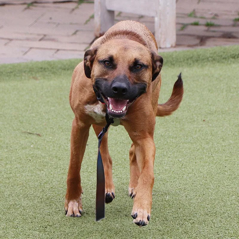 Bailey thumbnail 2