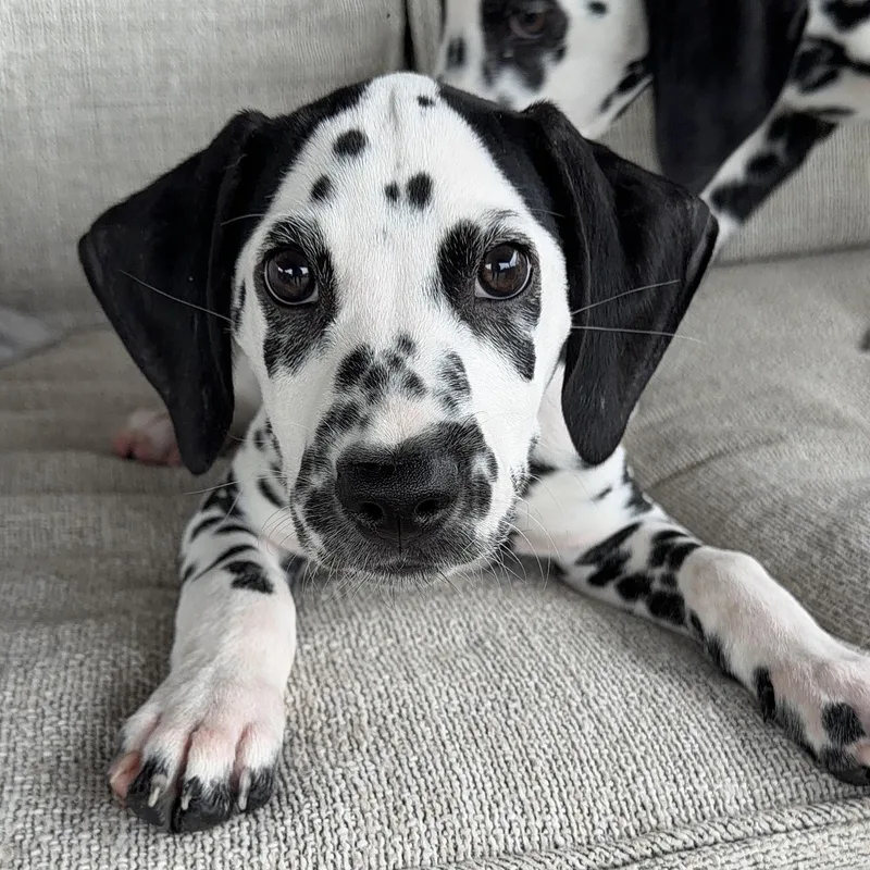 A baby medium-sized male Dalmatian dog named Spartan for adoption in Colleyville, TX