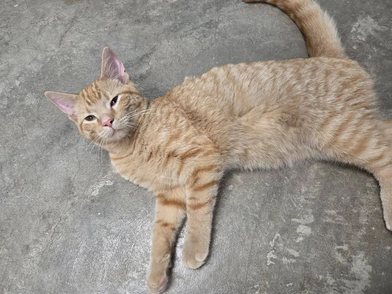 A young medium-sized male Tabby (Orange / Red) Domestic Short Hair cat named America for adoption in Chilton, WI
