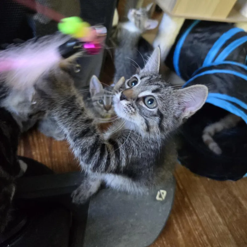 A young small-sized female Brown / Chocolate Domestic Short Hair cat named Ellie for adoption in Fort Worth, TX