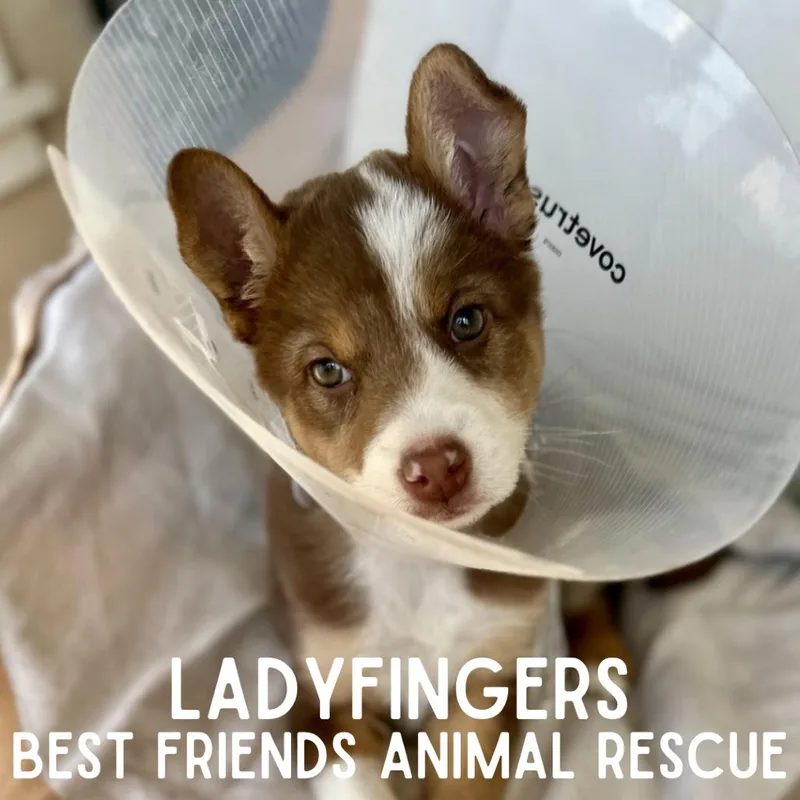 Ladyfingers