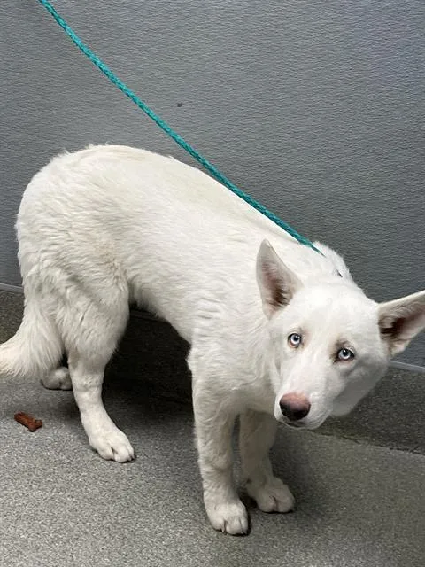 A young large-sized female Siberian Husky dog named Twinkle Paws for adoption in Las Vegas, NV