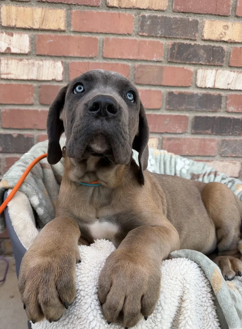 Munster Litter  Eddie