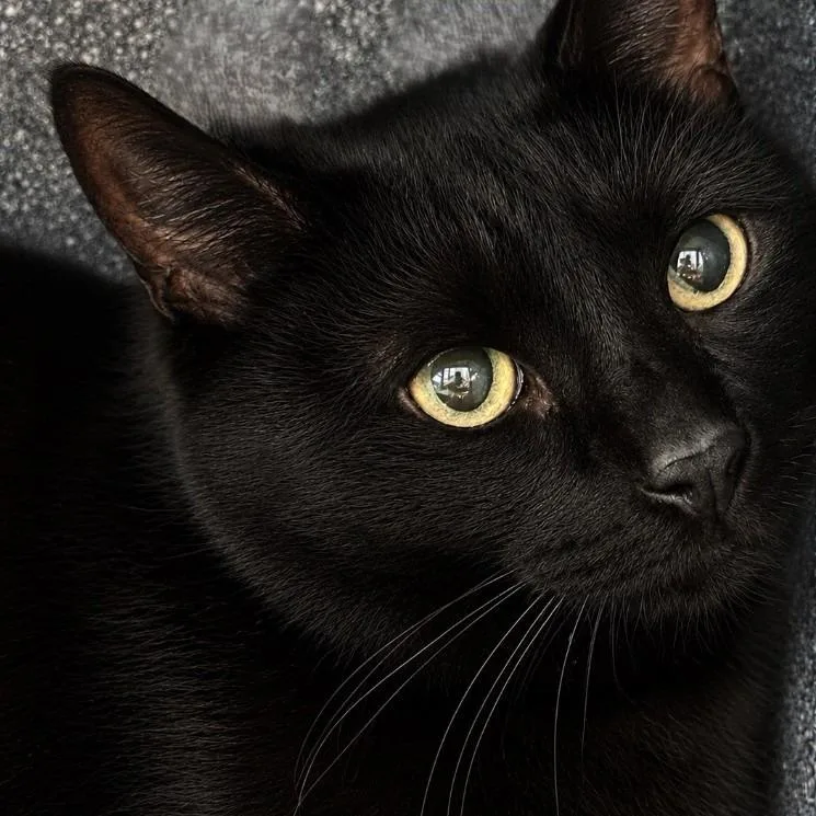 A young medium-sized male Domestic Long Hair cat named Morse for adoption in Brenham, TX