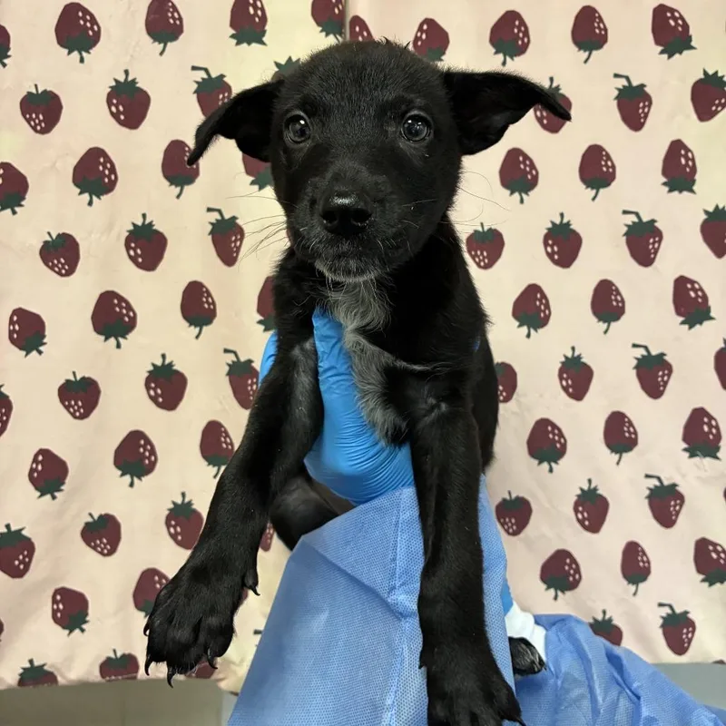 A baby small-sized female Black Retriever dog named Bunny for adoption in San Antonio, TX