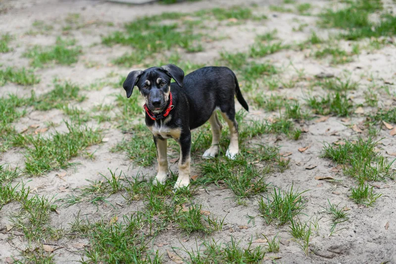 A baby medium-sized female Black Mixed Breed dog named Sassy for adoption in BONIFAY, FL
