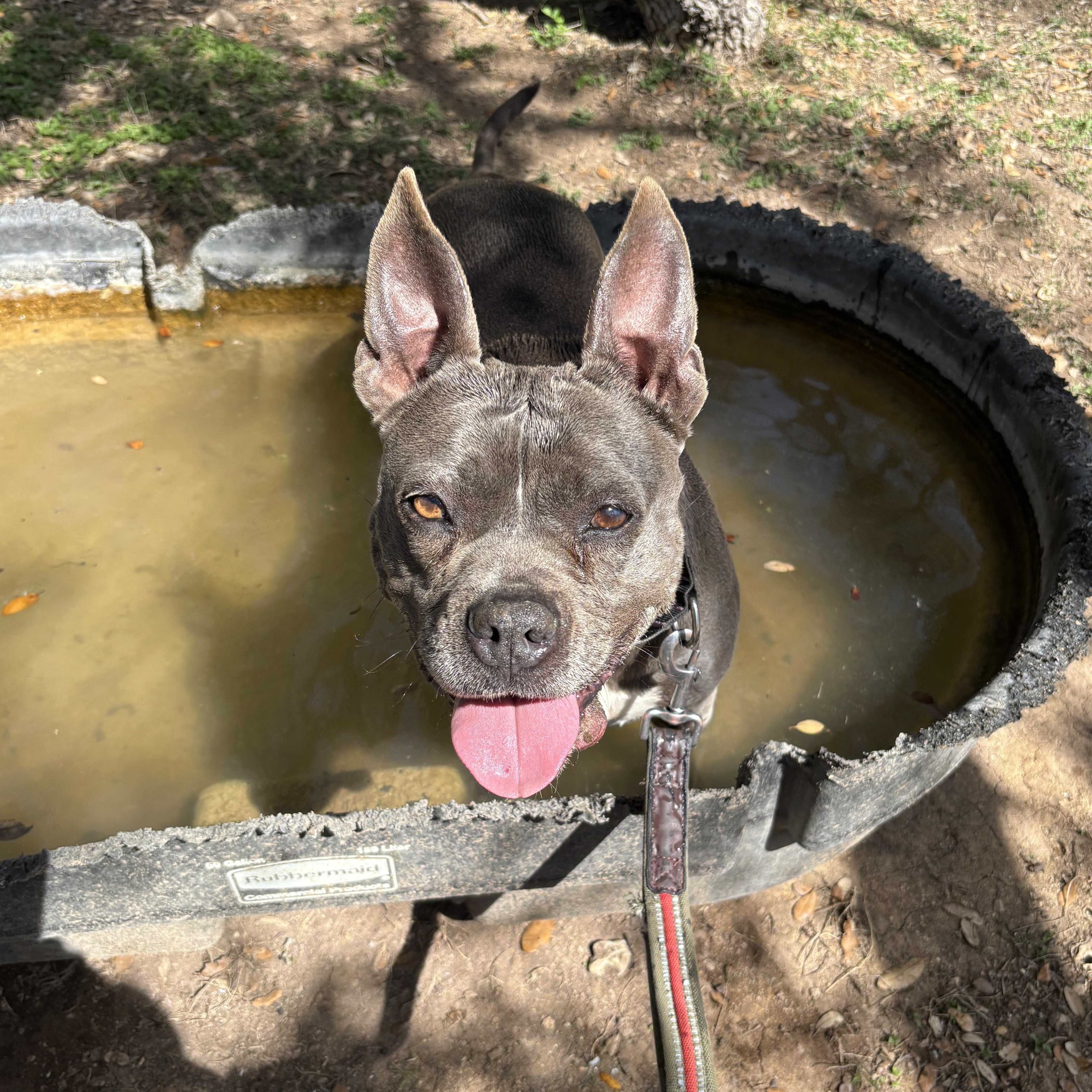 An adult medium-sized female Gray / Blue / Silver Mixed Breed dog named Baby Girl Blue for adoption in Blanco, TX