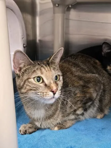 An adult medium-sized female Domestic Short Hair cat named Peach for adoption in Webster, MA