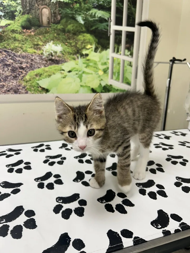A baby medium-sized male Domestic Short Hair cat named Blaze for adoption in Lancaster, PA