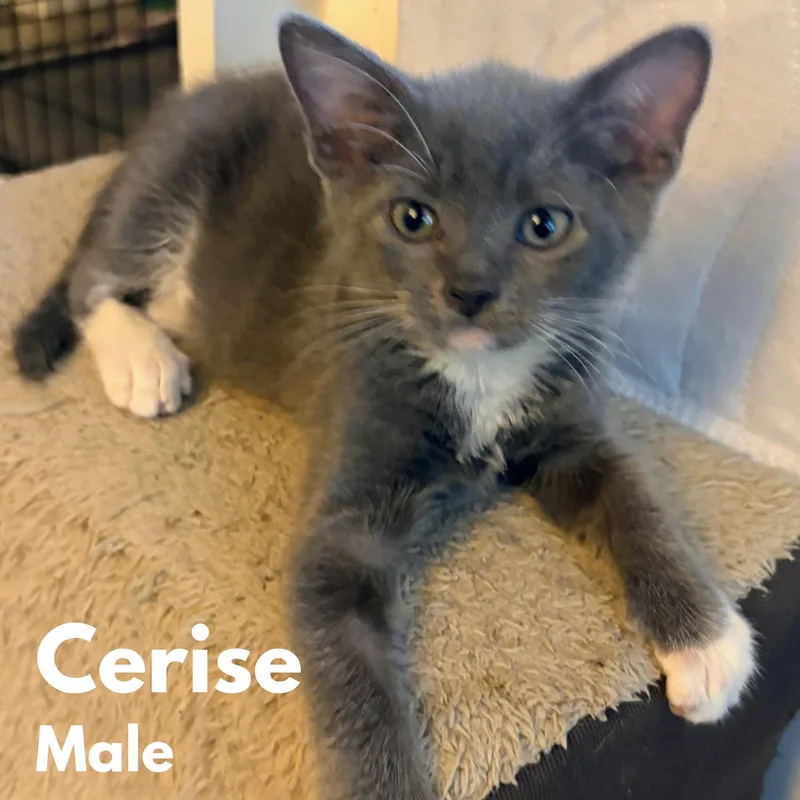 A baby medium-sized male Gray & White Domestic Short Hair cat named Cerise for adoption in Saint Pete Beach, FL