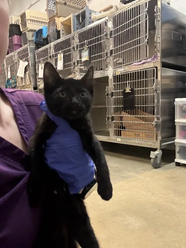 A baby medium-sized female Black Domestic Short Hair cat named Danish for adoption in Saint Charles, MO