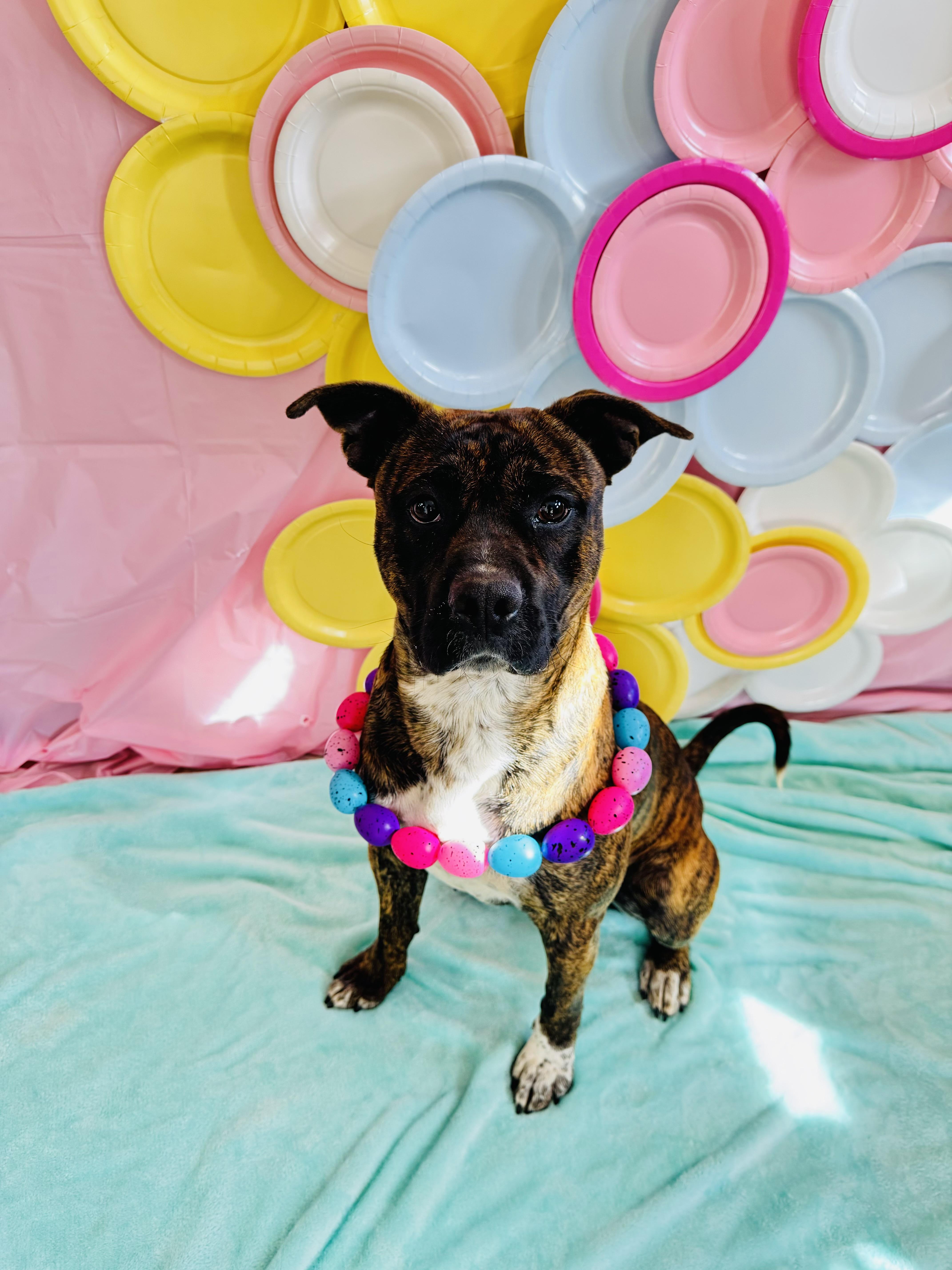 Buster Biscuit thumbnail 2