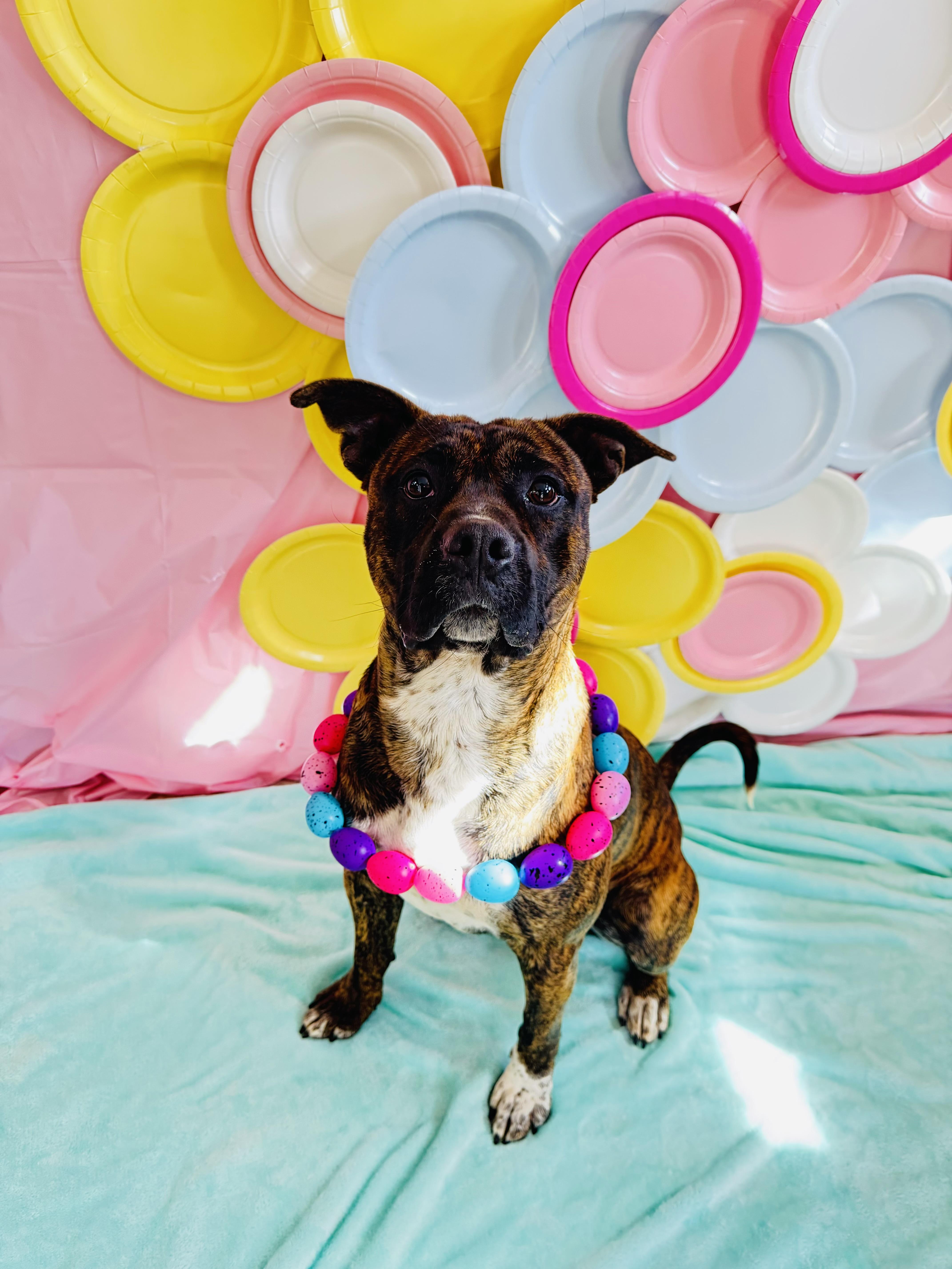 Buster Biscuit thumbnail 3