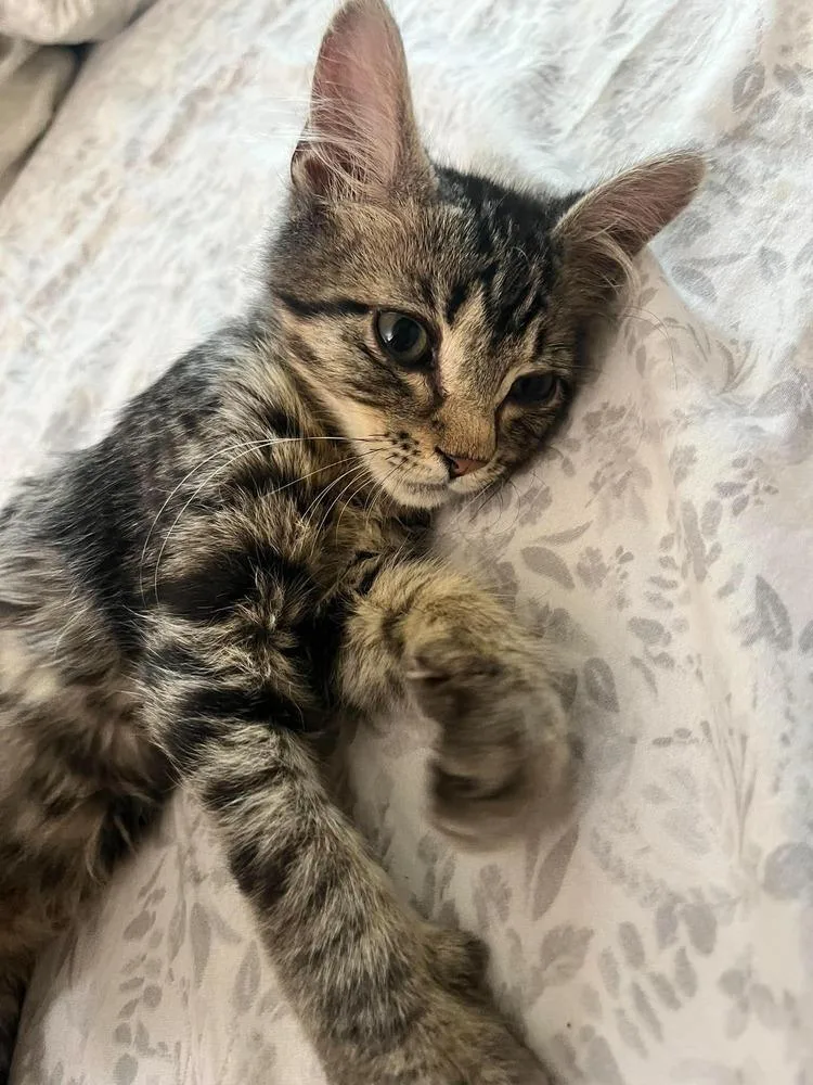 A baby small-sized male Black & White / Tuxedo Domestic Short Hair cat named Seneca for adoption in Chicago, IL