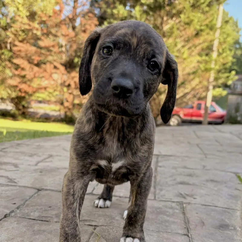 A baby small-sized female Brindle Labrador Retriever dog named Muriel for adoption in Lynchburg, VA