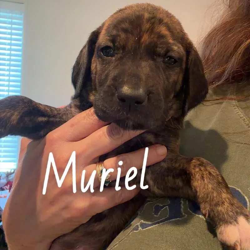 Muriel thumbnail 2