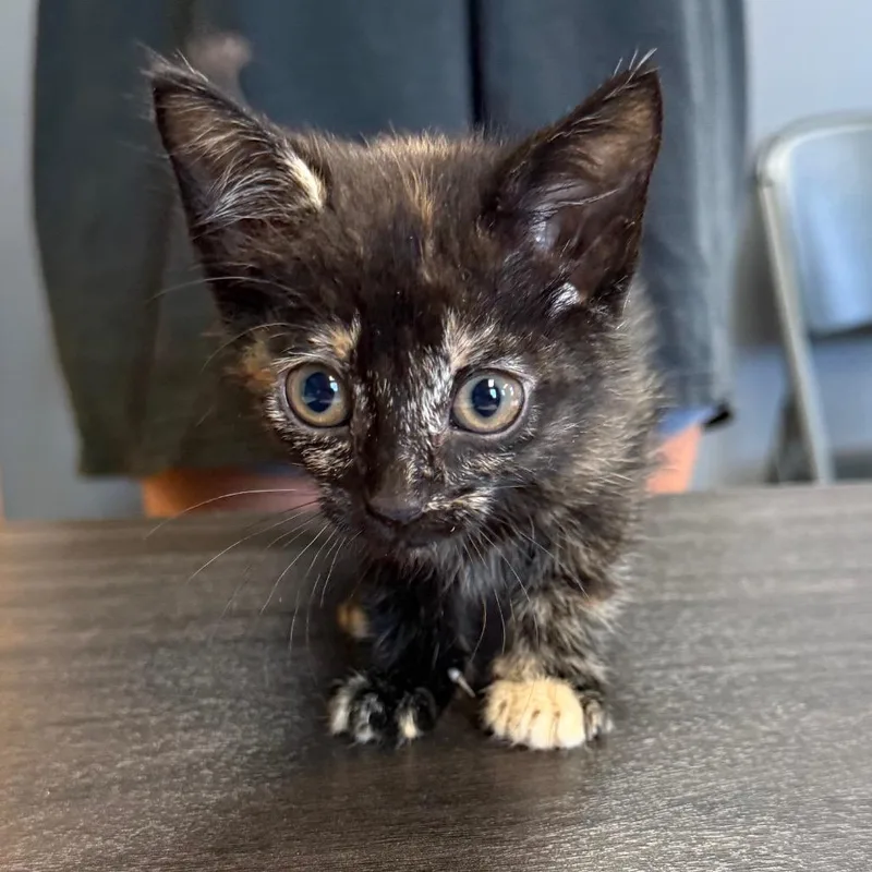 A baby small-sized female Tortoiseshell Domestic Short Hair cat named Honeybee for adoption in Tuscaloosa, AL