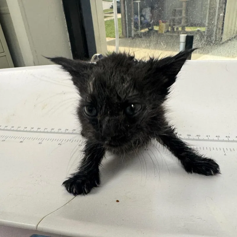 A baby small-sized male Black Domestic Short Hair cat named Patrick for adoption in Columbiana, AL