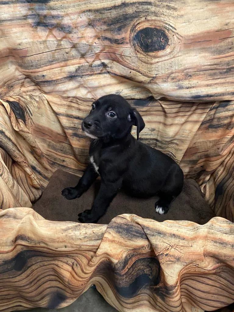 A baby medium-sized female Mixed Breed dog named Shadow for adoption in Minot, ND