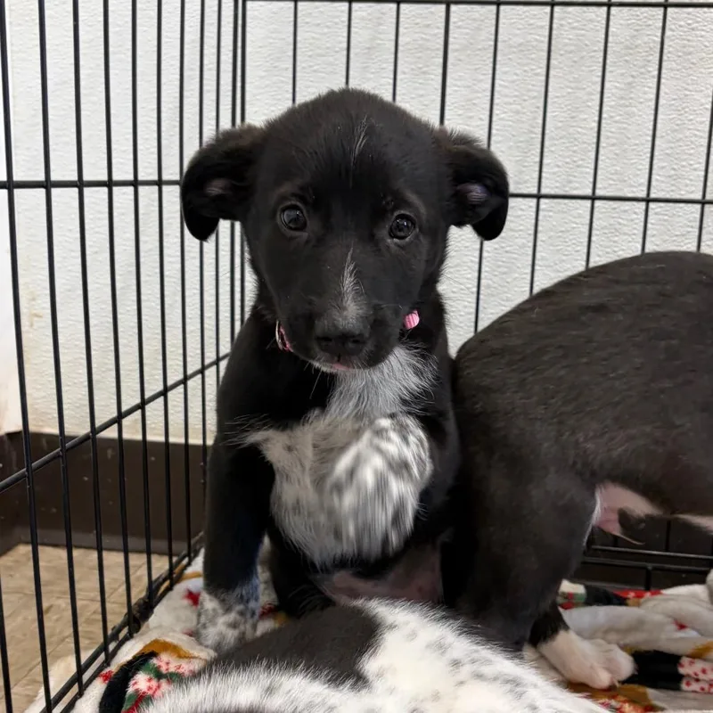 A baby medium-sized female Mixed Breed dog named Wendy for adoption in Cumming, GA