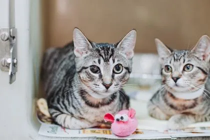 A young small-sized male Domestic Short Hair cat named a Ford for adoption in North Charleston, SC