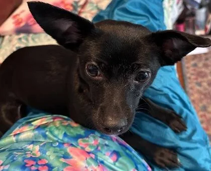 A young small-sized female Mixed Breed dog named Carly for adoption in Pleasanton, CA