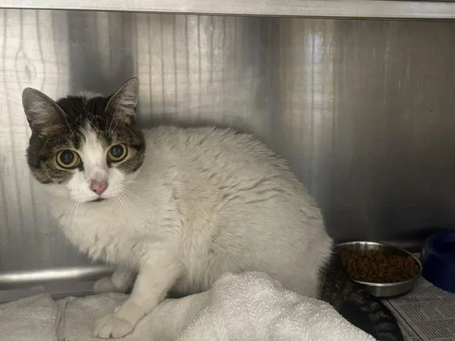 An adult medium-sized female Domestic Short Hair cat named Mellow for adoption in Van Nuys, CA