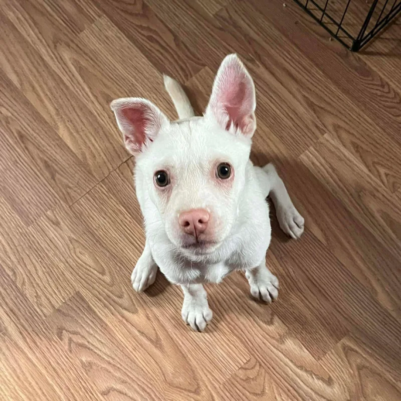 Charcuterie Board thumbnail 4