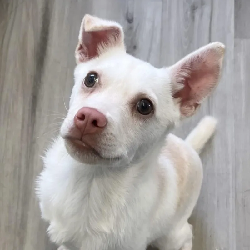 Charcuterie Board thumbnail 5