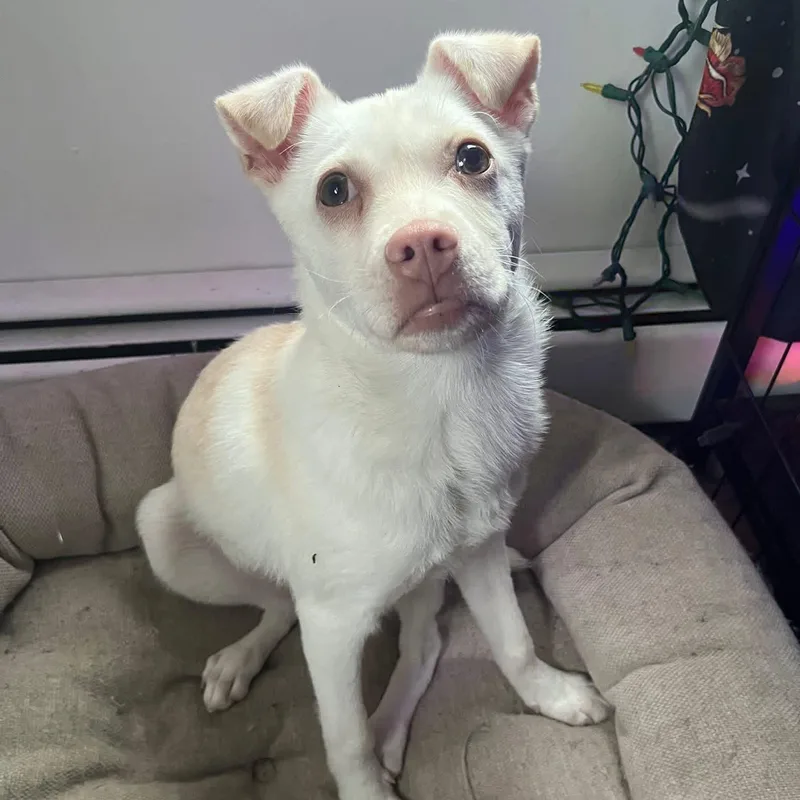 Charcuterie Board thumbnail 6