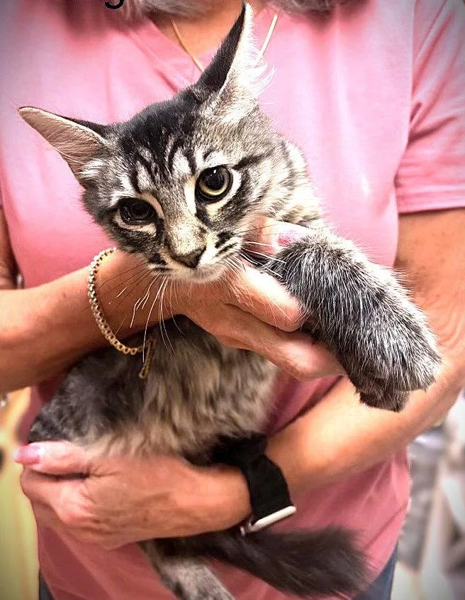 A baby medium-sized male Maine Coon cat named Widget for adoption in Fort Myers, FL