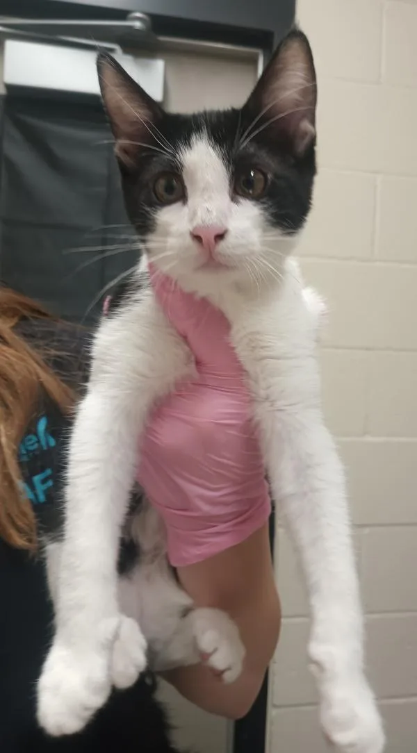 A baby small-sized male Domestic Short Hair cat named Little Lad for adoption in El Cajon, CA