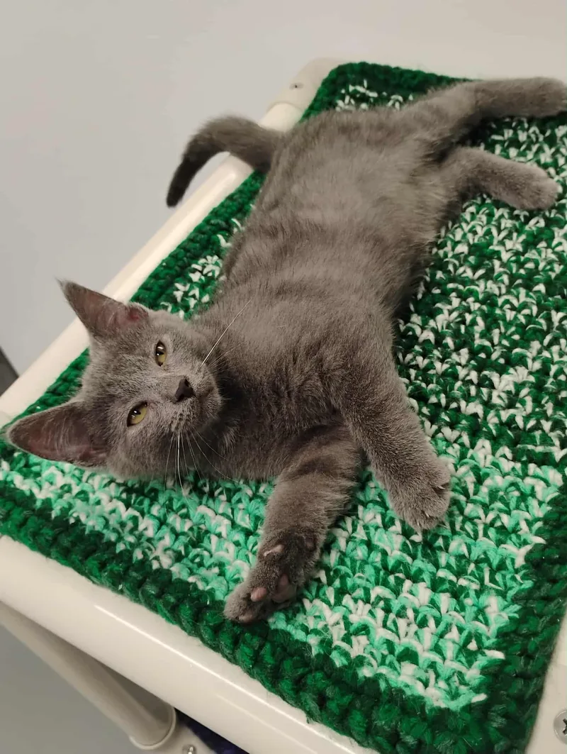 A baby small-sized female Gray / Blue / Silver Domestic Short Hair cat named Maizie Gray for adoption in Kalamazoo, MI