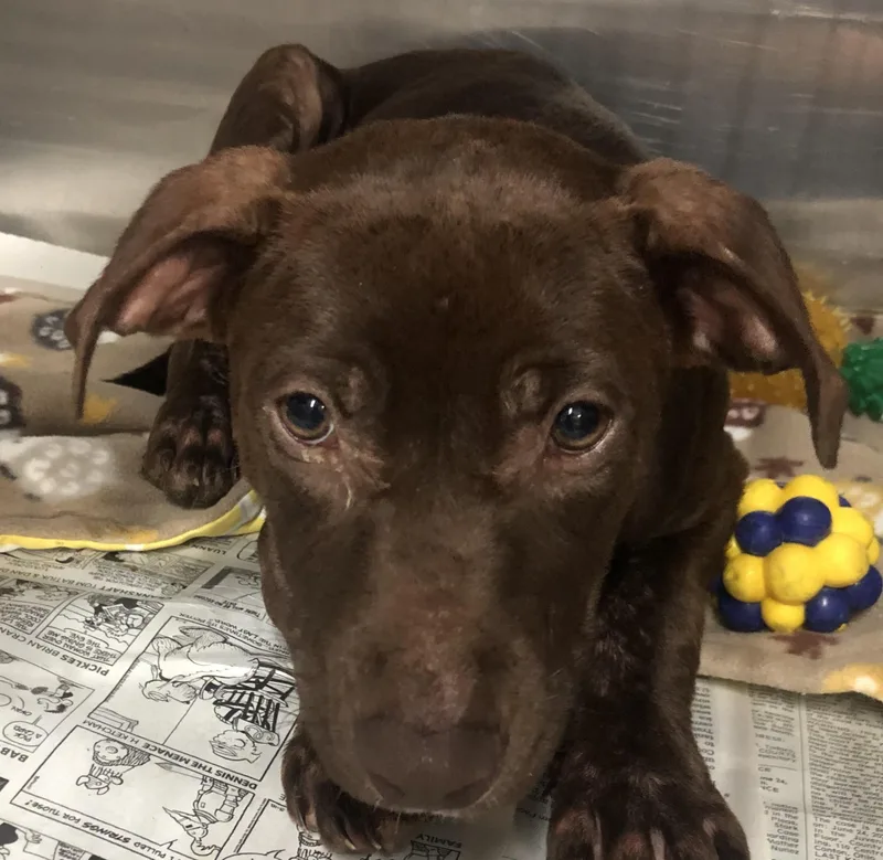 A baby medium-sized female Brown / Chocolate Labrador Retriever dog named Lacey for adoption in Parma, OH