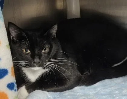 A baby small-sized male Domestic Short Hair cat named Valentino for adoption in Munster, IN