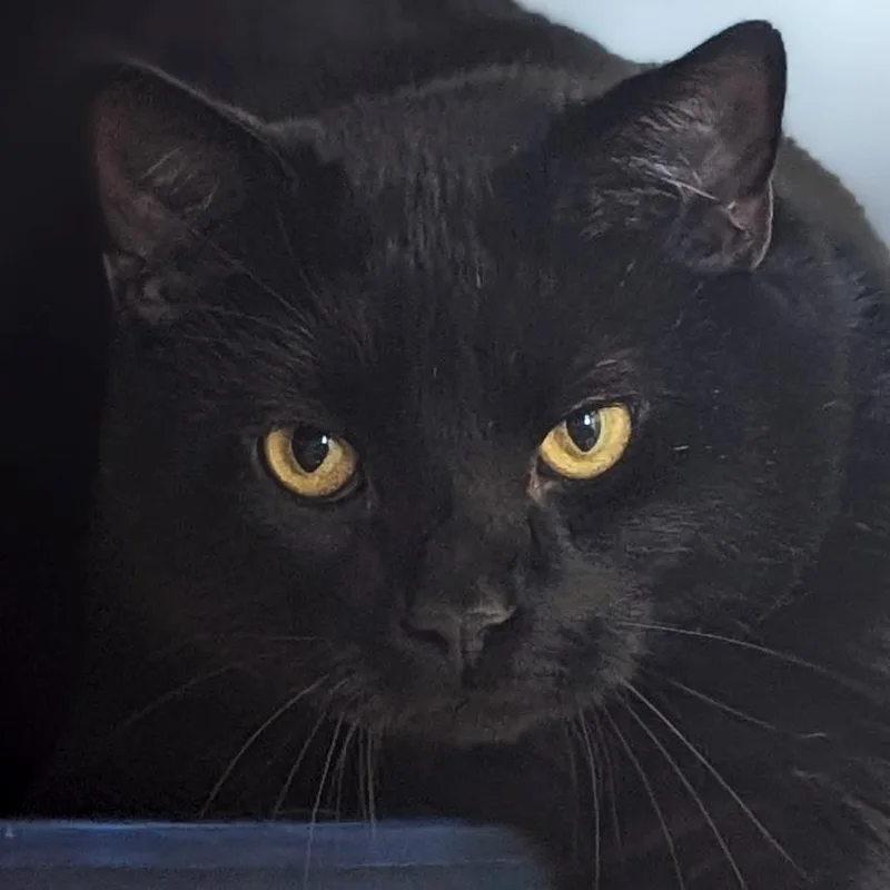 An adult medium-sized male Black Domestic Short Hair cat named Tornado for adoption in Jefferson, WI