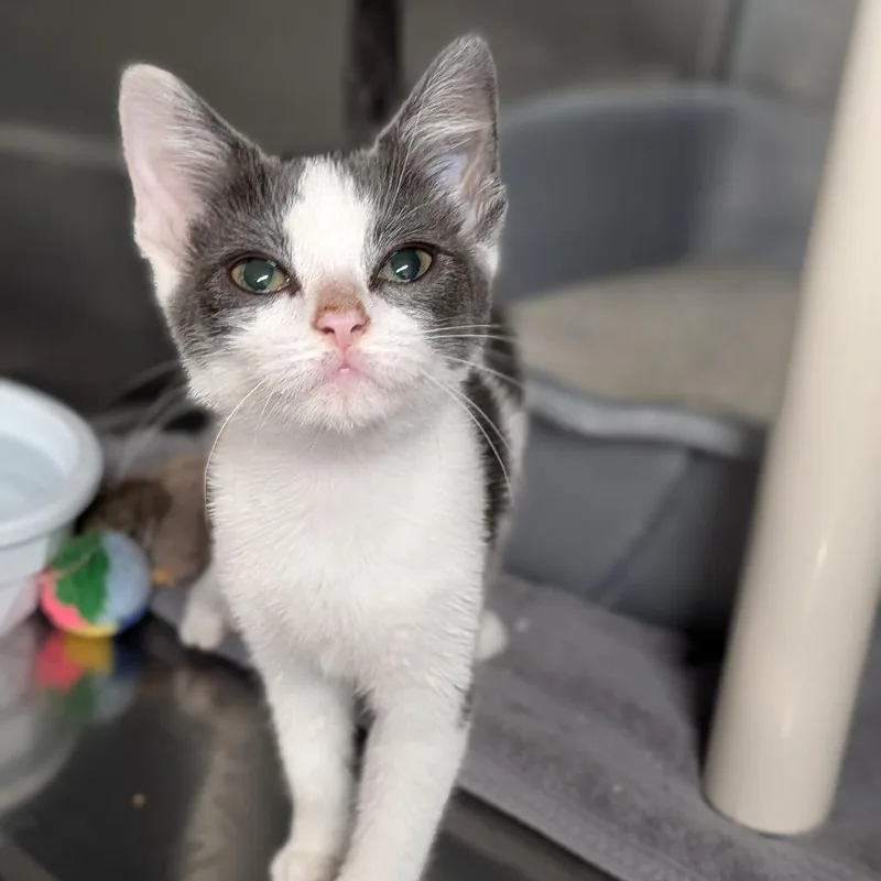 A baby medium-sized female Gray & White Domestic Short Hair cat named Baby Princess for adoption in Cape Girardeau, MO