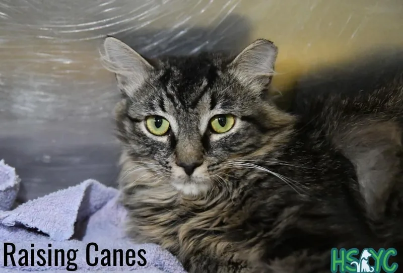 A young medium-sized male Domestic Medium Hair cat named Raising Canes for adoption in Fort Mill, SC