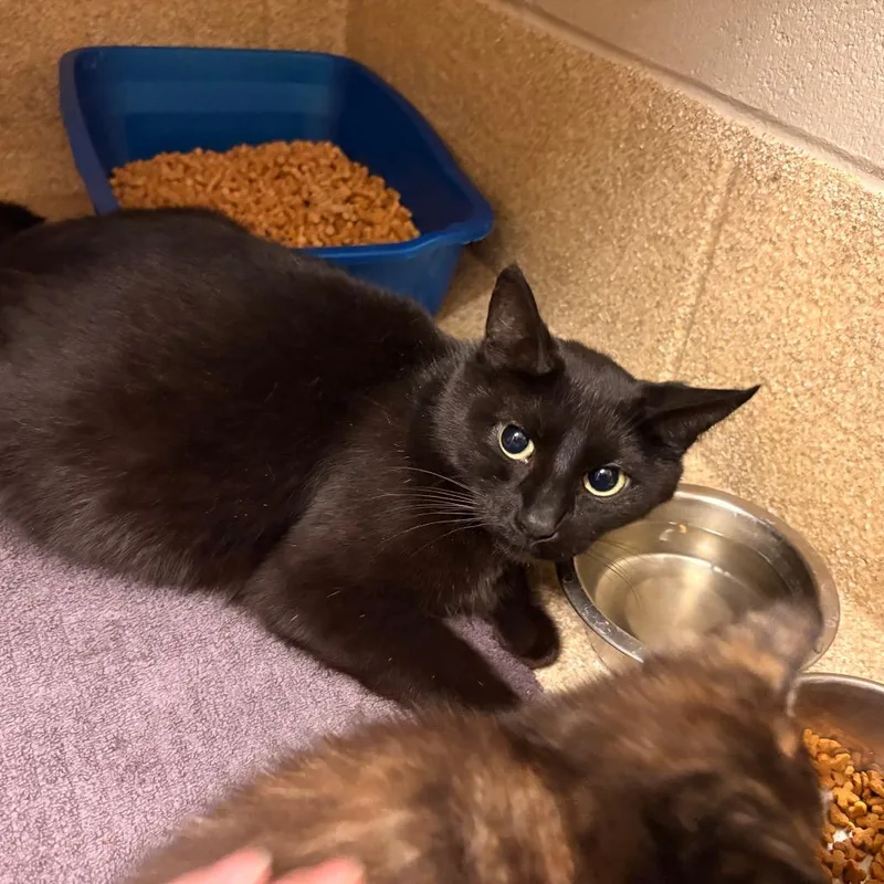 A young medium-sized female Black Domestic Short Hair cat named Olive Oil for adoption in Bristol, IN