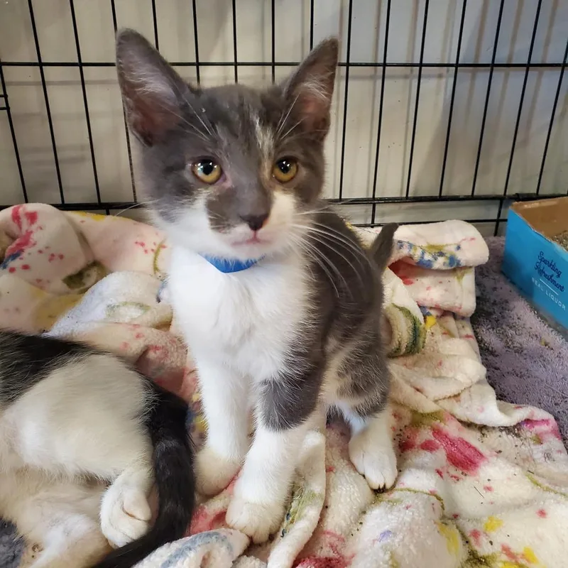 A baby small-sized male Gray / Blue / Silver Domestic Short Hair cat named Rocky for adoption in Delaware, OH