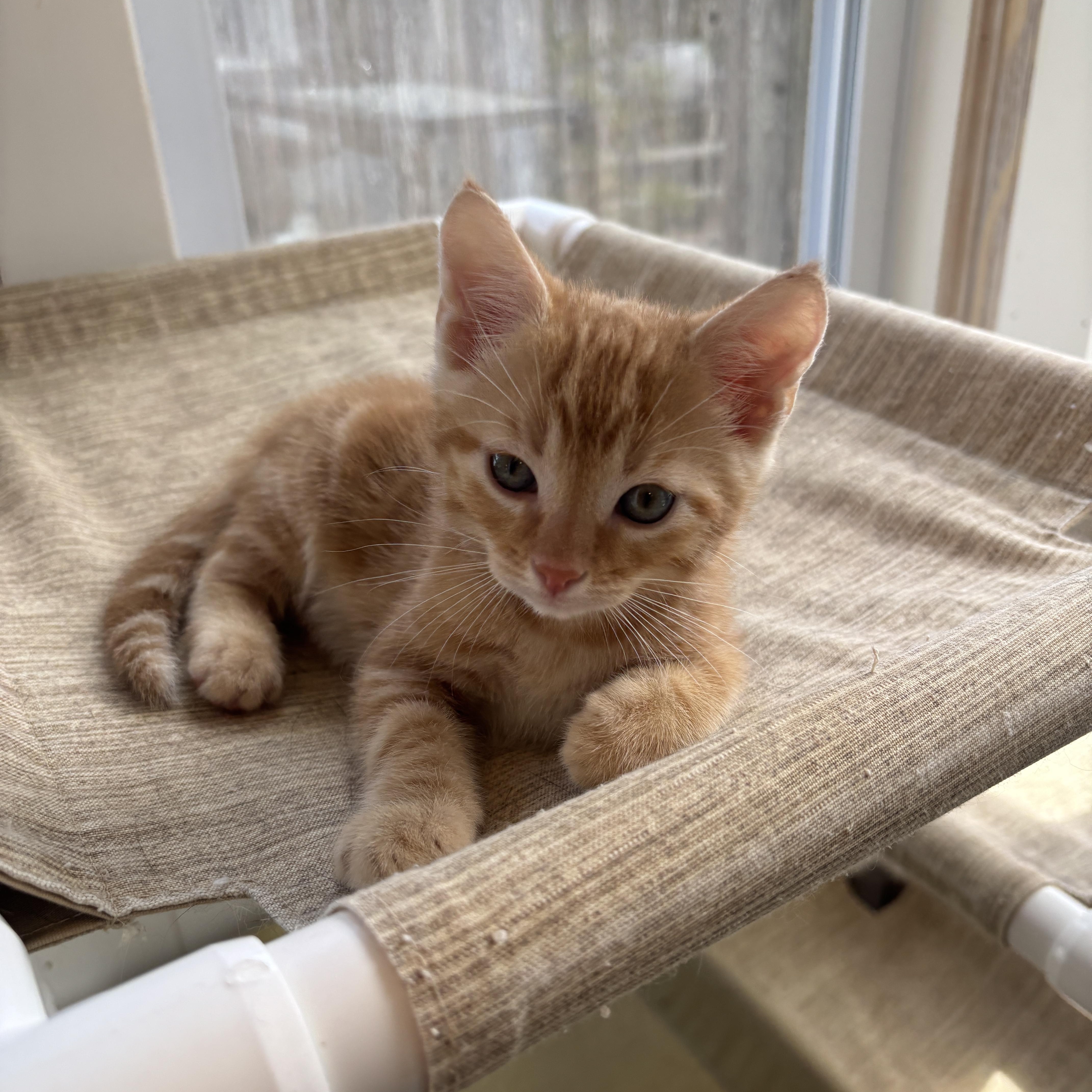 A baby medium-sized male Domestic Short Hair cat named Pumpkin for adoption in Vineyard Haven, MA