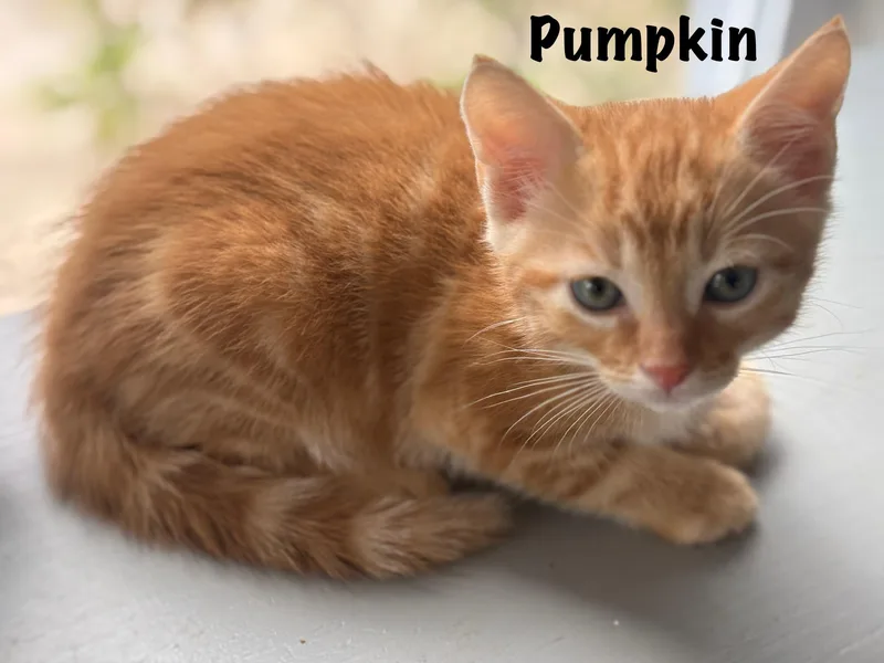 Pumpkin thumbnail 2
