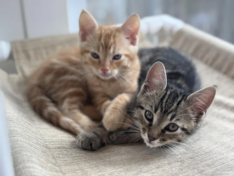 Pumpkin thumbnail 3