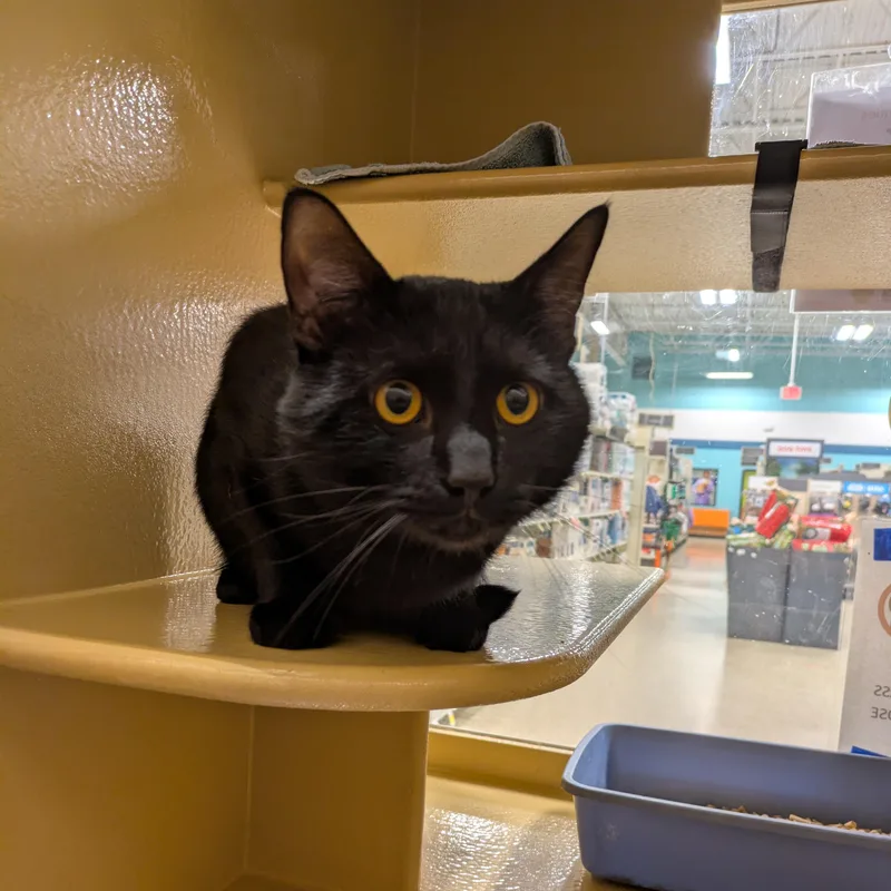 A baby medium-sized male Black Domestic Short Hair cat named Spooky for adoption in Worcester, MA